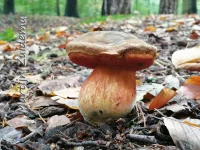 Gewone heksenboleet [Neoboletus luridiformis]